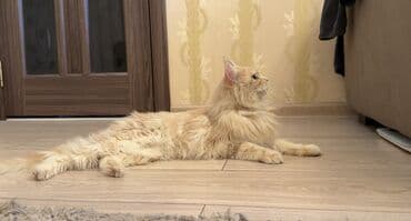 купить померанского шпица: Мейн-кун, 8 месяцев, Девочка, С прививками, Приучена к лотку, Проглистована — 3