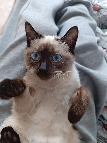 сиамский кошка: Кошка даром: Сиамская, 6 месяцев, Девочка, Метис, Приучена к лотку — 3