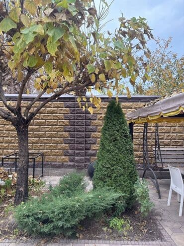 туникафон станок цена: Туи 25000 сом — 2