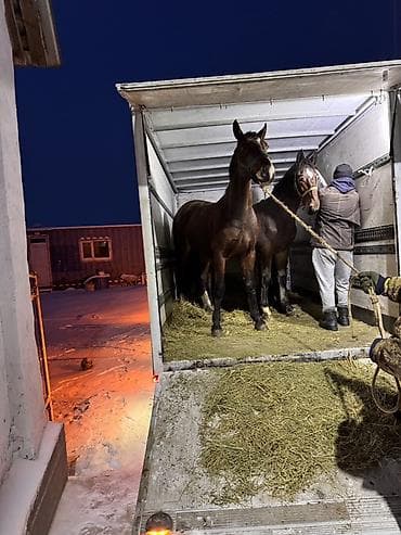 Профессиональная перевозка лошадей - Перевозка лошадей в закрытом