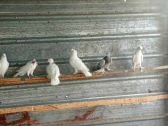 дом сабака: Голуби — 1