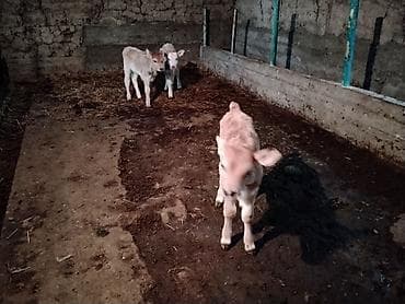 коровы животные: Продаю | Корова (самка), Тёлка, Музоо, торпок | После отела — 3