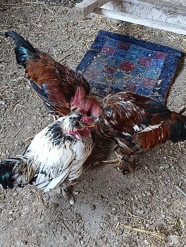 Другие животные: Продаю петушков 1 большой за 1500 сом те 3 молодые петушки по 1000 сом — 3