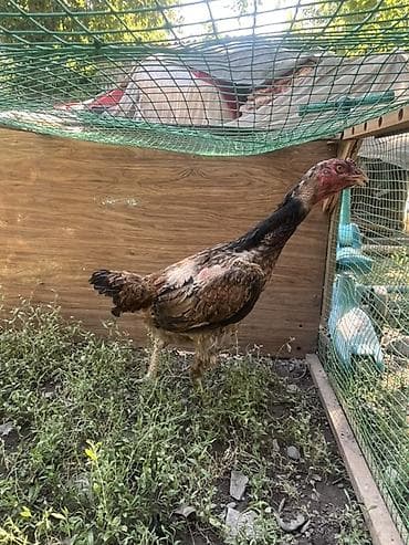 мальки карася купить: Продаю | Петух | Бойцовая | Для разведения — 3