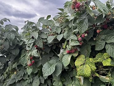 семенов кукурузы: Малина — 2