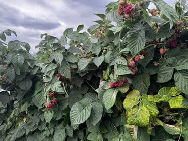 печка для отопления бишкек цена: Саженцы малины (корневые отпрыски) - Сортовая малина с высокими — 6
