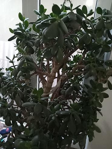 другие комнатные растения: Денежное дерево цветёт он с цветами сейчас — 1