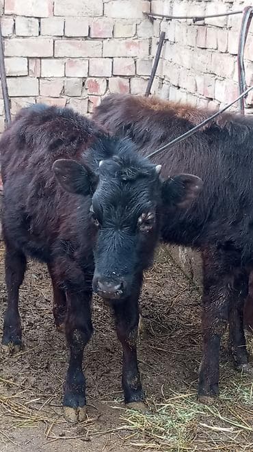 Зоотовары: Продаю | Тёлка | На откорм | Привязанные — 1