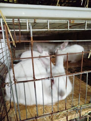 рыбки золотые: Продаю | Кролик самец | Калифорнийская | Для разведения — 6