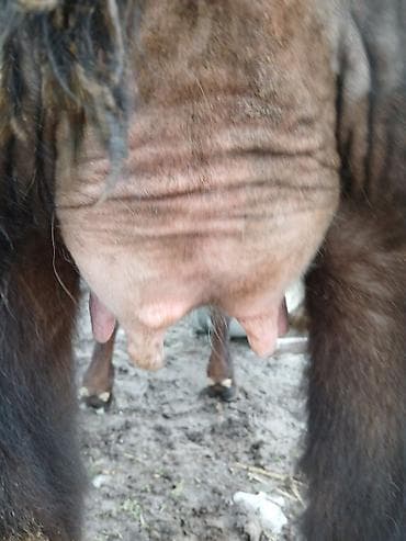 ит тайган: Сатам | Кунаажын | Алатоолук | Көбөйтүү үчүн, Сүт алуу үчүн | Бооз — 3