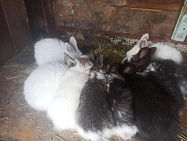 собачий рынок: Продаю | Крольчата | Для разведения | Племенные — 2