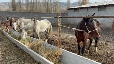 ищу работу разнорабочий: Мал бакканга жумуш издейт. Ичпейт чекпейт. Жаман адаттары жок. Жашы 30 — 1