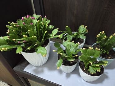 где можно купить саженцы плодовых деревьев: Комнатные растения в кашпо 1) Фаленопсис (орхидея) — белые крупные — 2