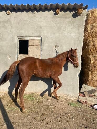 корм для домашних животных: Продаю | Кобыла (самка) | Рабочий — 2