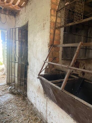 сдаю дом без хозяин: Сдается помещение 1500тыс КВ м имеются 3 сарая 1навес 1конюшня — 23