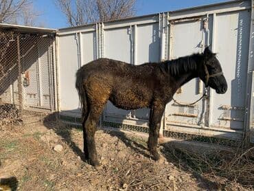 корм для домашних животных: Продаю | Жеребенок | Рабочий — 10