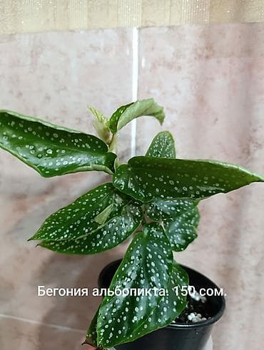 живые розы: Гибискус (китайская роза) — ярко‑красный сорт с крупными простыми — 4