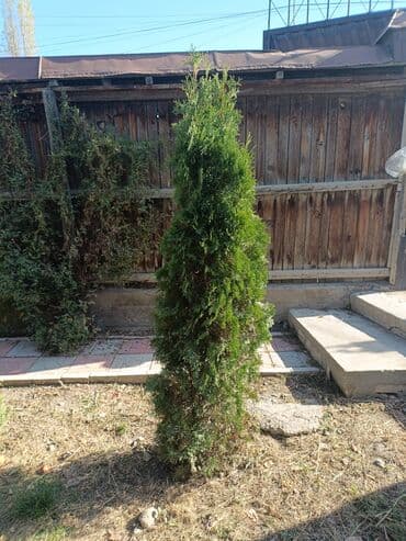 искусственный газон для мини футбольного поля цена бишкек: Туя — 7