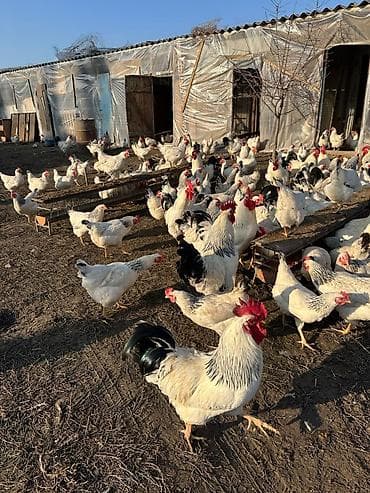 Продаю кур породы Адлер. 50 голов. Стабильно дают по 30 яиц. 100%