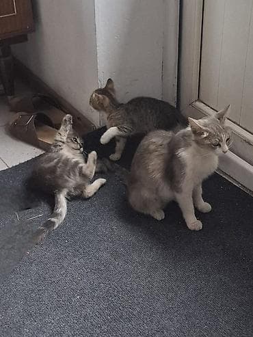Мышыктар: Котята домашние отдаем бесплатно в хорошие руки — 1