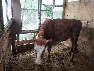 тай байтал: Продаю | Музоо, торпок | На откорм | Привязанные — 5