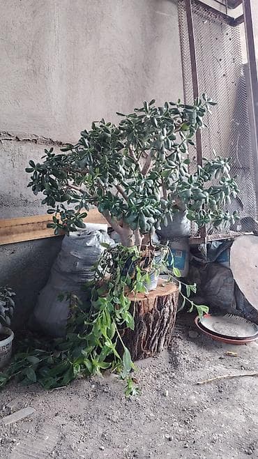 Комнатные растения: Крупное комнатное растение — денежное дерево (Crassula ovata — 1