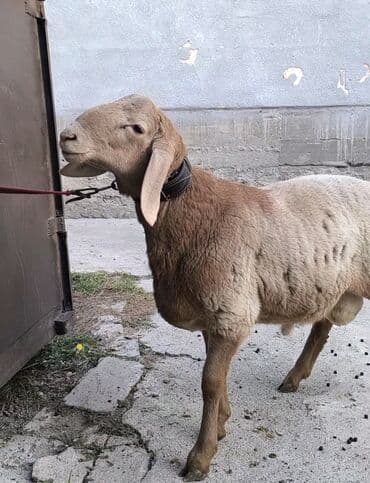 мака сото: Продаю | Ягненок | Арашан | Для разведения | Племенные — 6