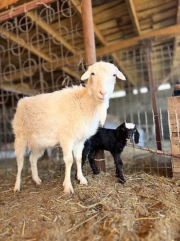 продаю тюк: Продаю | Козлёнок | Полукровка | На забой | Племенные — 1