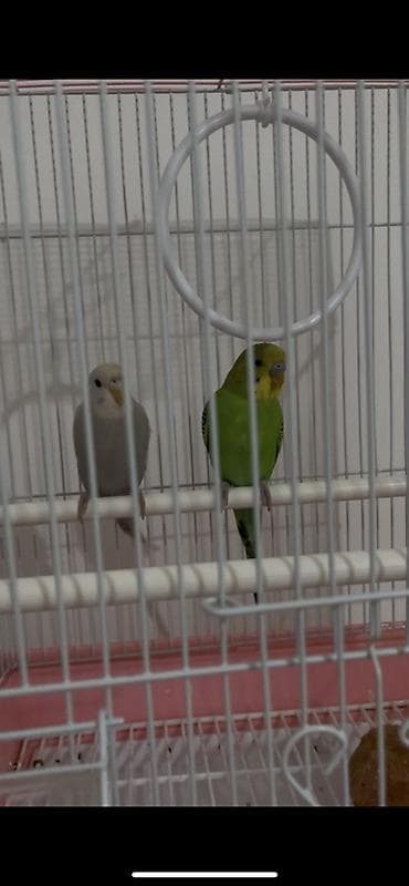 гнездовой домик для волнистых попугаев: Волнистые попугаи в комплекте с клеткой. Состав набора: - Два — 1