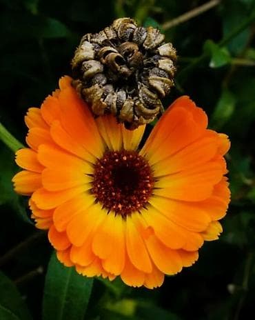 шафран семена: Календула семена (в Пригородном ) — 1