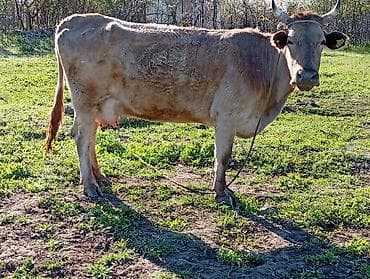 голштин уйлары: Продаю | Корова (самка) | Голштин | Для молока | Привязанные — 1