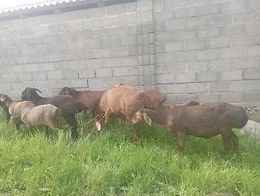 гуси линда: Продаю | Овца (самка) | Полукровка | Для разведения | Племенные — 10