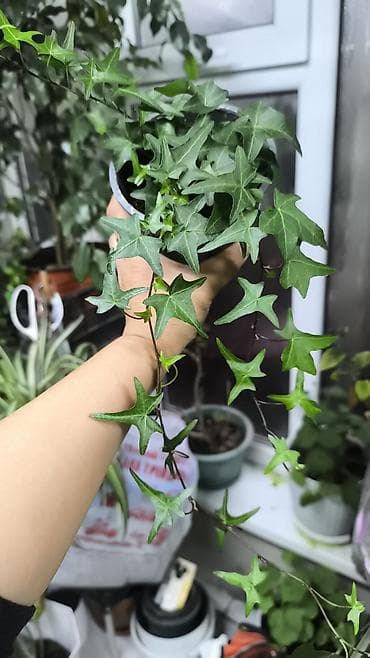 бетонные горшки: Комнатные растения в горшках 1) Фикуc эластика (Робуста) - Компактный — 5