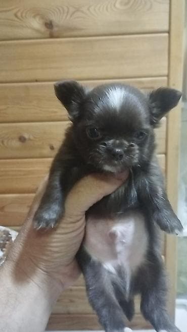 мини чихуахуа: Чихуахуа, 1 месяц, Самец, С прививкой, С родословной — 1