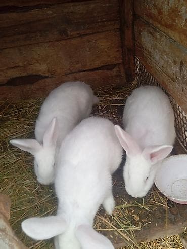 кролик баран: Продаю | Кролик самец | Белый великан | Для разведения | Племенные — 1