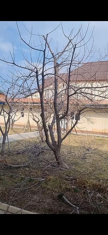 посадка деревьев: Обрезка и обработка плодовых деревьев,кустарников, винограда. Посадка — 4