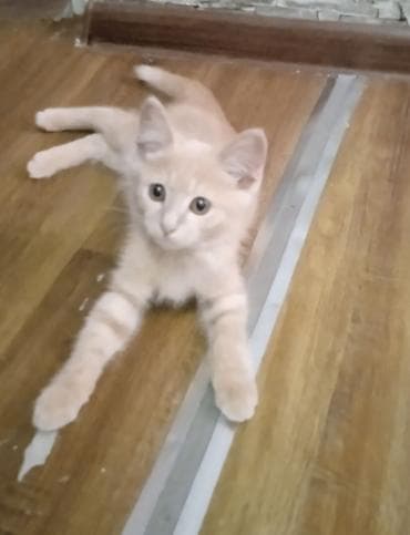 Котята даром только в добрые и ответственные руки с ненавязчивым