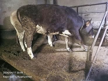 продам корову: Продаю | Тёлка | На откорм | Привязанные — 7