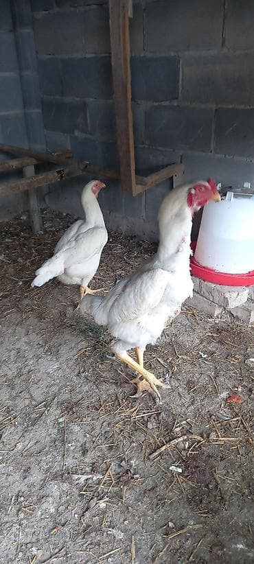 леггорн далматинец: Продаю | Куры | Для разведения — 8