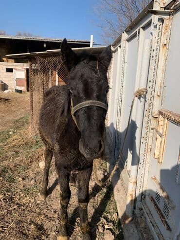 корм для домашних животных: Продаю | Жеребенок | Рабочий — 4