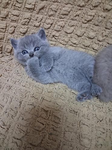 Британский короткошерстный котёнок, окрас голубой (blue). - Плюшевая