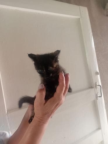 Отдам даром кошку: Кошка даром: Лесная, 1 месяц, Девочка, Приучена к лотку — 1