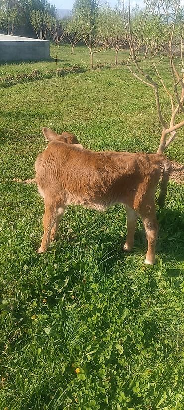 теленок кара балта: Продаю | Музоо, торпок | На откорм | Привязанные — 3