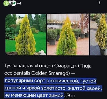 Срочно срочно продаю. Туи и голубая ель для ландшафтного оформления -