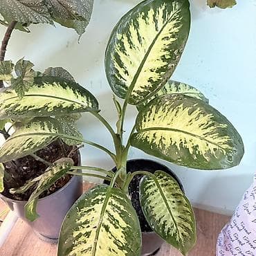 неделю: Диффенбахия мармеладная (пестролистная форма) - Комнатное — 2