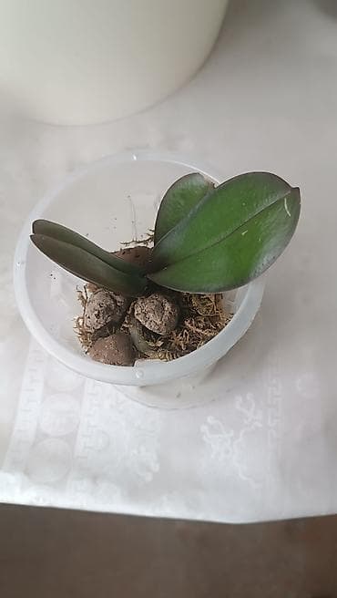 Мини-орхидея (Phalaenopsis) в прозрачном пластиковом стаканчике. -
