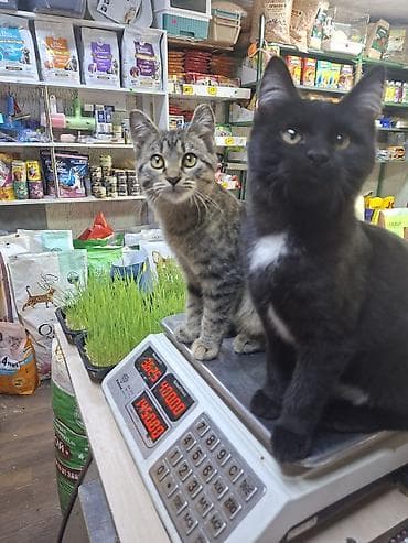 аванта кошка: Кошка даром: Беспородная, 3 месяца, Девочка, Метис, Приучена к лотку, Проглистована — 1