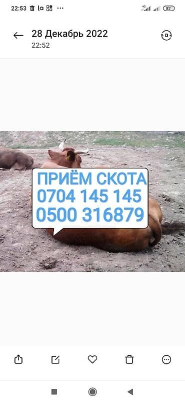 Колбаса цехи : Уйлар, букалар, Жылкылар, аттар, | Күнү-түнү, Бардык шартта, Союлган