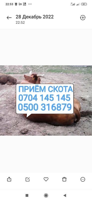 случка животных бесплатно: Сатып алам | Уйлар, букалар, Жылкылар, аттар | Күнү-түнү, Бардык шартта, Союлган — 1