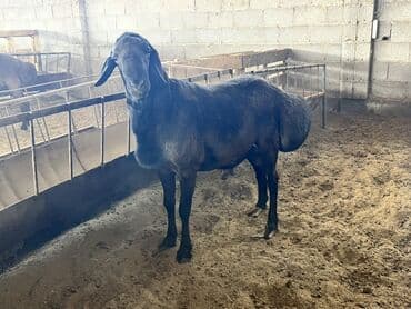 породистые собаки в дар: Продаю | Баран (самец) | Гиссарская | На забой, Для разведения | Племенные, Осеменитель — 3
